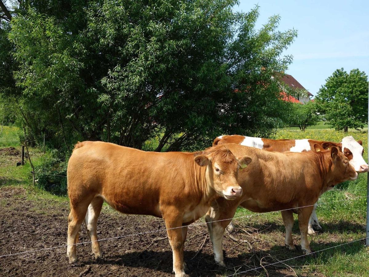 Monteurwohnungen Goeb - Nicht Fuer Urlaubsgaeste Geisa Exteriér fotografie